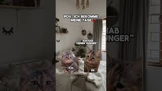 Habt ihr auch so Stimmungsschwankungen😭😂 katzenvideos catmemes katzen freundin beziehung [upl. by Olonam165]