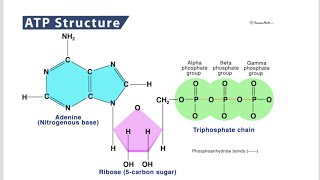 Structural representation of a nucleotide and Functions of a nucleotide [upl. by Narine]