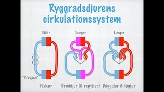 Cirkulation Transportsystem hos olika djur [upl. by Ehcram]