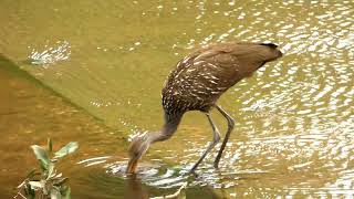 Dragonfly Limpkin Swifts Cattle Egret in Houston Texas [upl. by Kcyred]