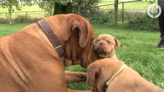 Bordeauxdog met 18 pups in Deest [upl. by Anoif]