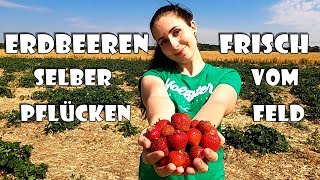 Erdbeeren selber pflücken 🍓  Zeit zu Zweit [upl. by Aneleasor]