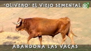 El toro más bravo de Joaquín García de vacaciones como semental  Toros desde Andalucía [upl. by Semadar]