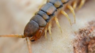 רבנדל ארסי  Megarian banded centipede Scolopendra cingulata [upl. by Childs]