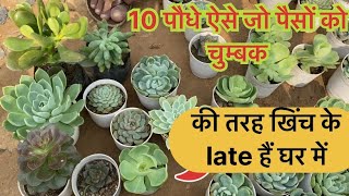 10 पौधे ऐसे जो पैसों को चुम्बक की तरह खिंच के late हैं घर में video Dekhkar samjhe [upl. by Roydd]