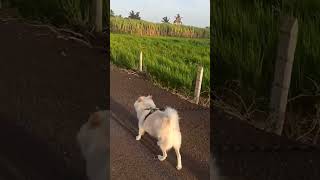 Im a rider provider 💜🧿❤ dog puppy cute love pets petparent youtubeshorts funny doglover [upl. by Ardnovahs]