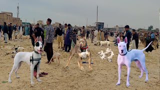 Top Quality Biggest Dogs 🐕 Market In Pakistan  Sunday Dog Market  Kohat Dog Mandi [upl. by Gladis]