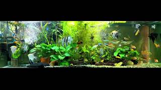 angelfish community tank [upl. by Eloci]