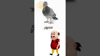 pegion short shorts funny trending viral funnyshorts trendingshorts viralvideo ytshorts [upl. by Intyre335]