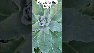 benefits of Mullein leaf [upl. by Ripp216]