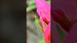 Green lacewing 😱🧐 insects [upl. by Werd]