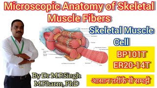 Skeletal Muscle Fibers Cell  Skeletal System  Human Anatomy amp PhysiologyI  BP101T amp ER2014T [upl. by Alyson]