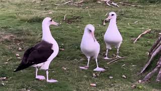 Laysan Albatroses [upl. by Pavior]