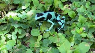 Dendrobates auratus  rana venenosa verdinegra  greenblack poison dart frog [upl. by Dnomse]