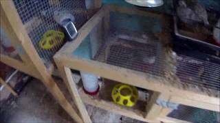 Quail Lifefeedingincubation update 12617 [upl. by Oos]