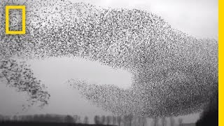 Flight of the Starlings Watch This Eerie but Beautiful Phenomenon  Short Film Showcase [upl. by Llewsor]