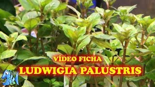 FICHA TÉCNICA PLANTA ACUATICA LUDWIGIA PALUSTRIS [upl. by Lisbeth653]