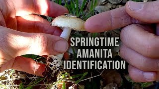 Identifying the Springtime Amanita [upl. by Cnut]