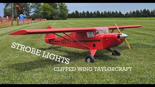 Strobe Lights on Clipped Wing Taylorcraft [upl. by Roid]