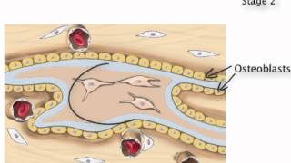 Chapter 7 Intramembranous Ossification [upl. by Els850]