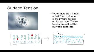 Chemistry Explained Viscosity Surface Tension Adhesion Cohesion Capillary Action [upl. by Kohsa991]