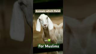 Animals which are Halal for Muslims  halal muslims shorts [upl. by Inva]