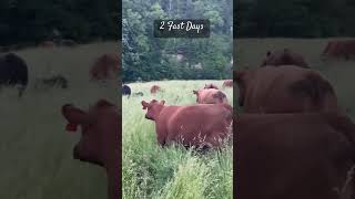 LSP Grazing School SE MN June 2829th pasture cowvideos grazing [upl. by Dalston]