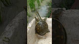 Indian flapshell turtle nature youtubeshorts [upl. by Lantha]