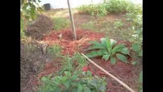 Permaculture Homesteading small scale agro forestry [upl. by O'Carroll637]