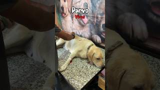 Parvo virus ka day3 parvovirus dogs petsvlog [upl. by Rusticus]