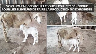 Voici Comment nous produisons nos moutons [upl. by Kunz]