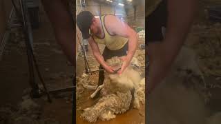 Shearing sheep in England [upl. by Priebe]