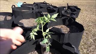 How To Grow Tomatoes In Containers [upl. by Emmons]