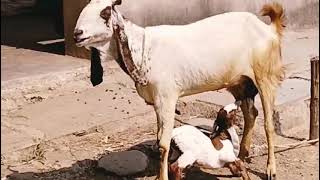 kota female with kidfull qualitygoatbakra mandiytviral video [upl. by Lita]