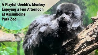 A Playful Goeldi’s Monkey Enjoying a Fun Afternoonat Assiniboine Park Zoo papaatthezoo [upl. by Ellehsat462]