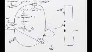 Dopaminergic Synapse [upl. by Anifled]