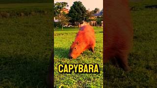 Meet the Capybara World’s Most Relaxed Animal [upl. by Whallon613]