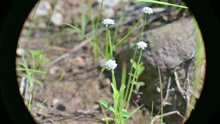 Eriocaulon aquaticum Common Pipewort [upl. by Brodench]