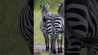 Why Do Zebras Have Stripes 🦓  Animal Facts stripes animalfacts wildlife zebras shorts [upl. by Maibach]