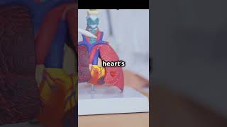 Heart Conduction takes 220ms to complete science biology heart heartconduction shorts [upl. by Elrod667]