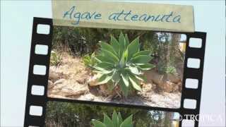 Agave attenuata 12991 [upl. by Jane]