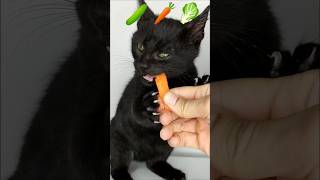 cat asmr 🥕 [upl. by Yemane]