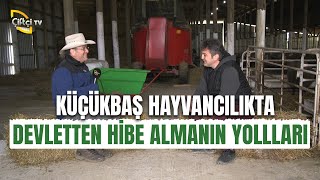 Küçükbaş Hayvancılıkta Devletten Hibe Almanın Yolları  Küçükbaş Dünyası [upl. by Emerej]