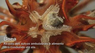 Biologia de Crinoidea [upl. by Zasuwa747]