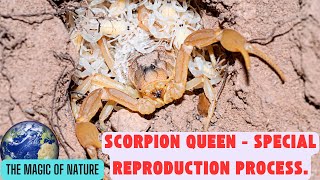 Scorpion Queen Special Reproduction Process [upl. by Dole132]