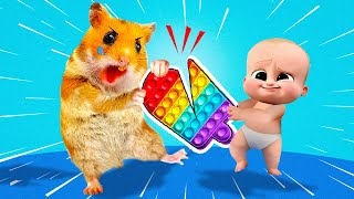 Whos The Winner Hamster HamHam VS Bro Pop It Battle In Real Life [upl. by Oir]