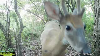 Maurepas Swamp WMA Trail Cam Videos JulyAug [upl. by Ramberg]