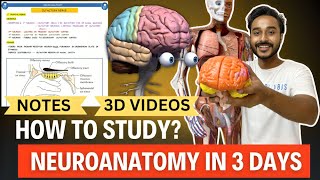 Neuroanatomy in 3 Days  How to study Neuroanatomy mbbs 1st Year [upl. by Bronny]