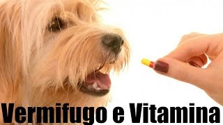 Vamos Vermifugar e dar Vitamina ao nosso CãozinhoCachorrinho Lói Cúrcio [upl. by Polak]