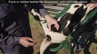 Lamb Marking Best Practice Series Castration [upl. by Merralee]